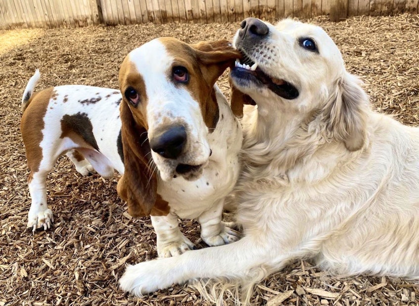 Bernie, left, doesn’t seem to mind that friend Ana likes to playfully nibble on his ear. The dogs were attending a camp and coaching session put on by Instinct Dog Behaviour and Training, a New York City-based company co-founded by Brian Burton of Sydney Mines. CONTRIBUTED - David Jala