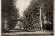Large elm trees once graced many streets within the Town of Truro.