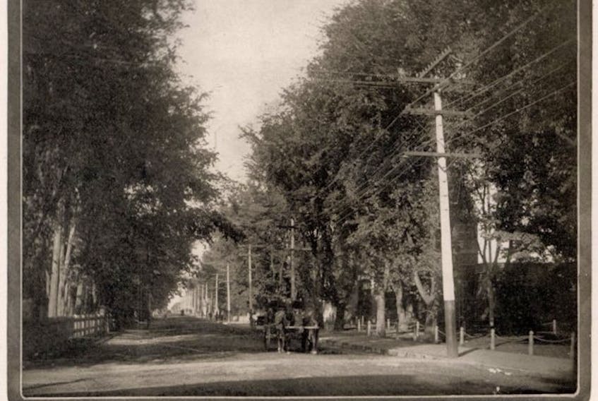 Large elm trees once graced many streets within the Town of Truro.