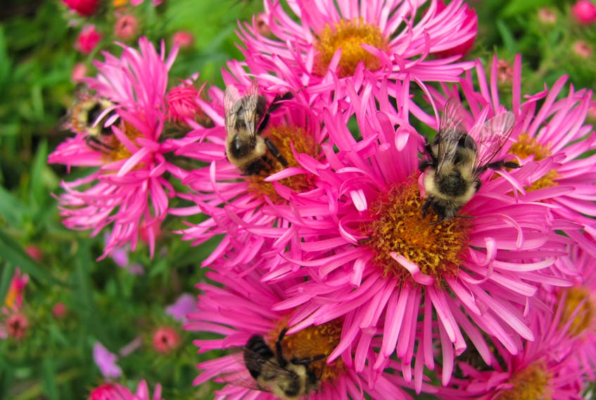 New England asters provide a feast for bees. CONTRIBUTED