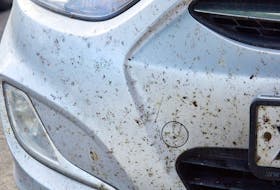 While insects are key to the functioning of our ecosystems, their guts can be acidic enough to dissolve automotive paint finishes and protective clear-coat. 123rf stock photo