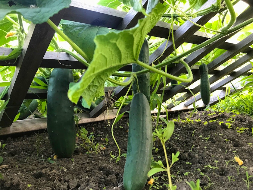 Fruiting vines make the best use of space