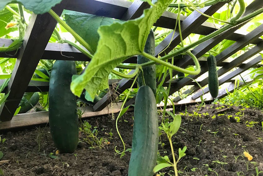 Cucumbers can be trained to grow over a frame or up a trellis. It then hangs down, making for easy picking. Contributed