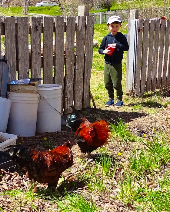 Archer Pauls, 5, feeds his family's new roosters Buck and Buck-Buck. - Contributed