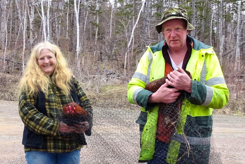 Beverly Brett, left, and Fred MacDonald hold Buck and Buck-Buck, two young roosters that were on the loose in North River. Catching the birds, who appeared to have been released into the wild in the area near North River Provincial Park by their previous owners, took a week and a community effort among about 10 people. CONTRIBUTED 