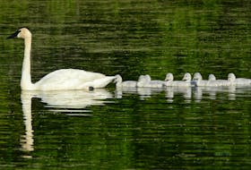 Trumpeter swans swimming on a freshwater pond are evidence that past generations have saved wild species from extinction. 