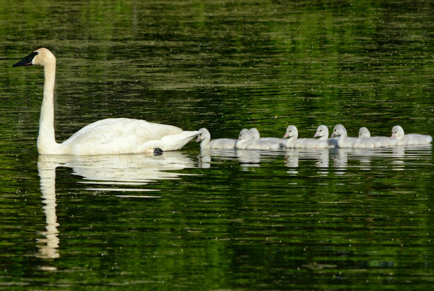 Trumpeter swans swimming on a freshwater pond are evidence that past generations have saved wild species from extinction. 