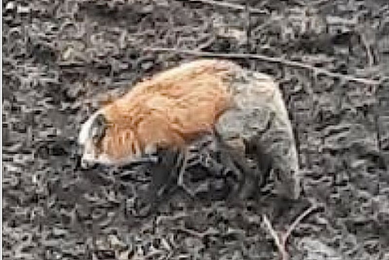 A mother fox comes out of her den with the back part of her body burnt, on Emerald Street, North Sydney, about a month ago, after a grass fire was lit and spread to her den. North Sydney Fire Chief Lloyd MacIntosh said the fox stayed through the fire protecting her young but hasn’t been seen since. He is issuing a plea to the public to report people being spotted lighting them. CONTRIBUTED - Sharon Montgomery