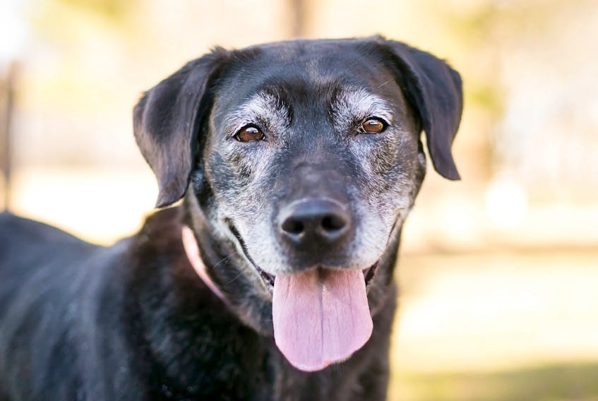 A senior Labrador Retriever mixed breed dog with gray fur on its face.
