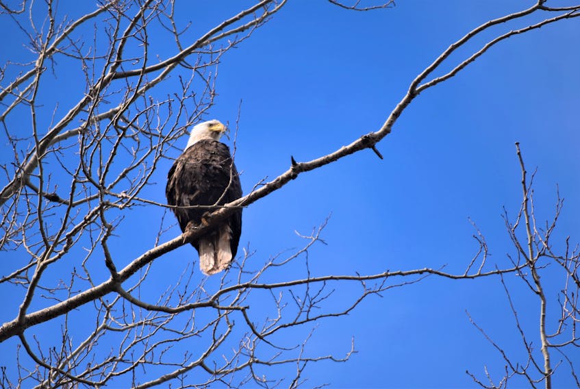 A bald eagle sits perched near the Caribou Wharf, taking in all the activities as fisher- men and women were getting ready for setting day on a new lobster season.