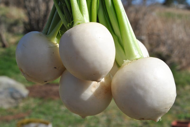 Sweet turnips are a new variety of turnips introduced to the area by Coastal Grove Farm in Upper Port LaTour. KATHY JOHNSON
 - Saltwire network
