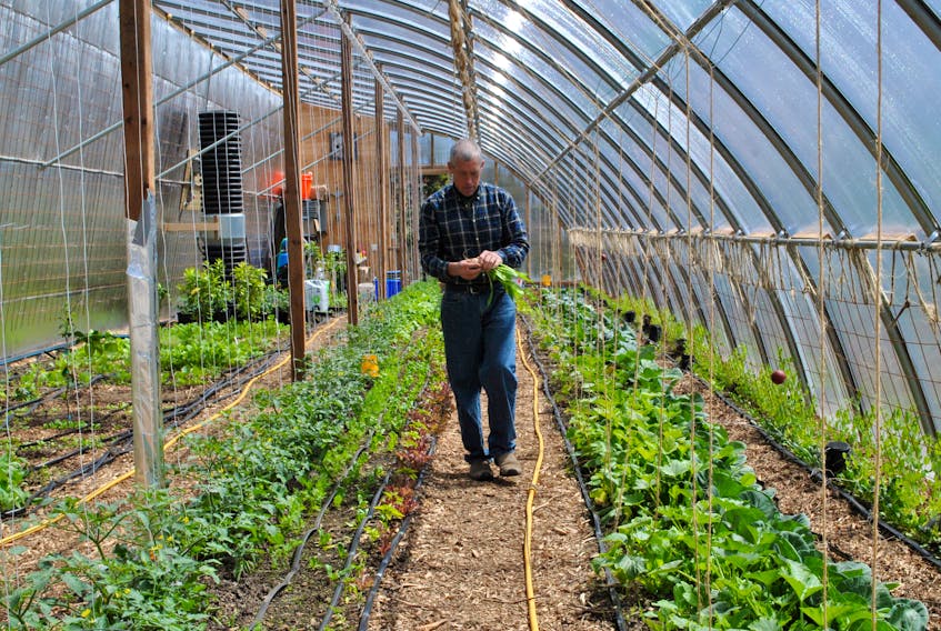 Matthew Roy walks down a row in the Coastal Grove Farm greenhouse in Upper Port LaTour with a handful of fresh picked vegetables. KATHY JOHNSON


