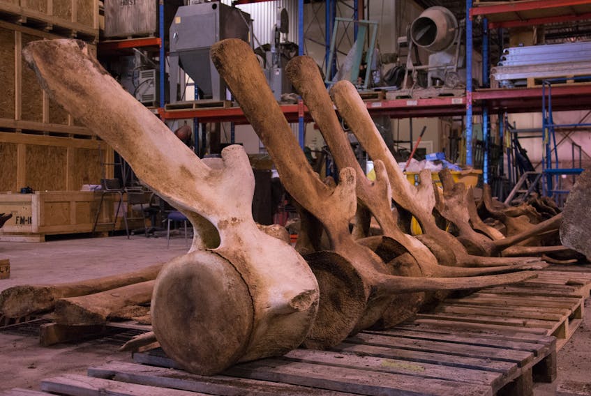 Blue whale vertebrate lined up at Research Casting International facilities, in Trenton, Ont. - Photo by Jacqueline Miller, Royal Ontario Museum 