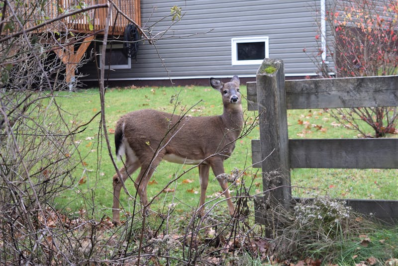 Not only are you able to find deer in Truro, it's also not problem getting close to them. - Richard MacKenzie