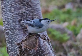 A totally unexpected white-breasted nuthatch delighted birdwatchers at Pouch Cove.