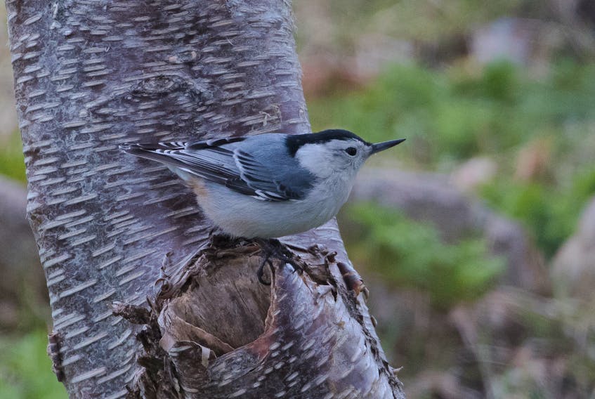A totally unexpected white-breasted nuthatch delighted birdwatchers at Pouch Cove.