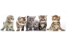 The P.E.I. Humane Society (PEIHS) has launched its annual virtual kitten shower and donation drive from May 3-14.