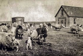 A farm in Donkin, circa 1920. There has been a decline in the number of farms nationwide in Canada from 1921 onwards. CONTRIBUTED • BEATON INSTITUTE