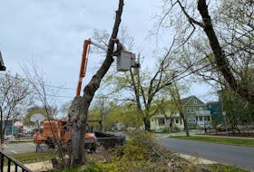 Tree removal specialists take down a century-old Norway maple beside John DeMont's house on Wednesday.