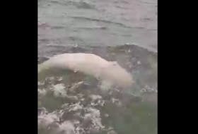 Richard Francis captured video of this beluga whale off of the coast of Pictou County.