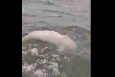 Richard Francis captured video of this beluga whale off of the coast of Pictou County.