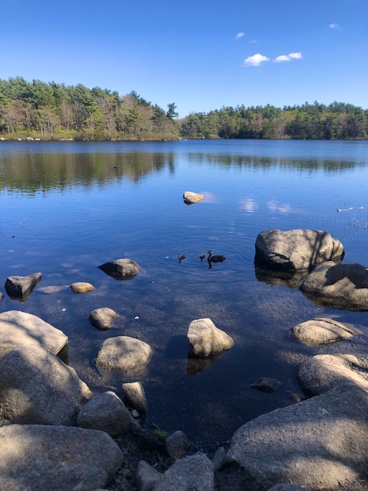Take some time to enjoy the view at the frog pond, but it's best not to feed the ducks. Heather Fegan and her family have yet to spot a frog, however. - Heather Fegan