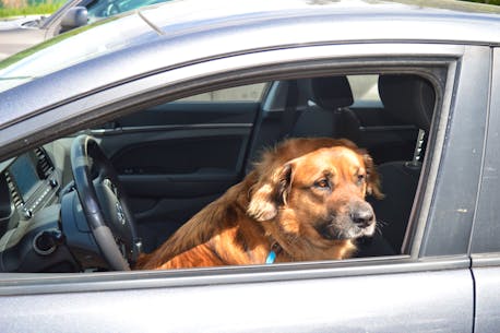 P.E.I. Humane Society reminds people not to leave animals in hot cars