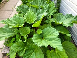 Rhubarb in Halifax? You bet! Mike Harvey's rhubarb looks ripe for the picking.  
Did you know the common usage of rhubarb in pies has led to its nickname 'pie plant?' I work with Mike here at the SaltWire Network. I wonder if I'll get to sample a piece?