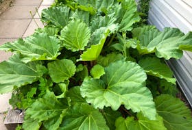 Rhubarb in Halifax? You bet! Mike Harvey's rhubarb looks ripe for the picking.  
Did you know the common usage of rhubarb in pies has led to its nickname 'pie plant?' I work with Mike here at the SaltWire Network. I wonder if I'll get to sample a piece?