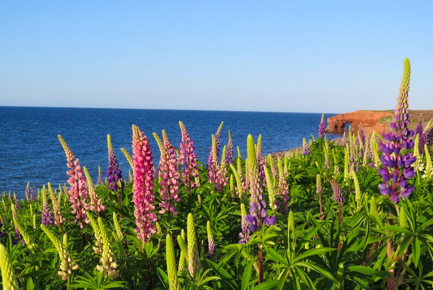 Cavendish National Park is a real treasure and has unique year-round offerings. Michele Lawlor shares the beauty of Prince Edward Island’s colourful lupins as they waltz in the late day breeze along the Gulf Shore Parkway.