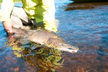 Four of the five Atlantic provinces only permit catch and release salmon angling, according to DFO. In Newfoundland and Labrador  anglers are permitted to retain some fish. 