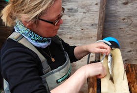 Chantelle Burke, a biologist with DFO in Newfoundland and Labrador, inserts an acoustic tag into a salmon smolt. 