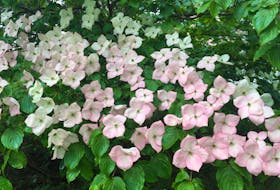 Kousa dogwood is a popular small tree with flowers that emerge in late spring and last for about four weeks. In late summer the bright red berries ripen and can be enjoyed by the gardener or the birds. 
