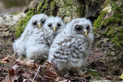 Kids directed to ‘get outside and play’ happened upon these grounded owlets in mid-May. Luckily, this Annapolis Valley family knew just what to do. - Contributed