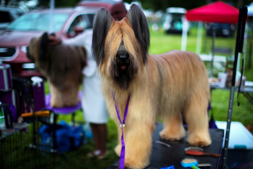 Remedy, a Briard dog, stands on a grooming bench in the benching area before judging at the 145th Westminster Kennel Club Dog Show at Lyndhurst Mansion in Tarrytown, N.Y., on Saturday, June 12, 2021. - Mike  Segar/Reuters