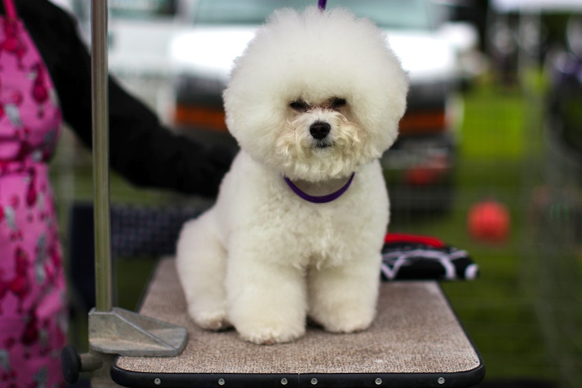 Lily Claire, a Bichon Frise dog, is groomed in the benching area before judging at the 145th Westminster Kennel Club Dog Show at Lyndhurst Mansion in Tarrytown, N.Y., on Monday, June 12, 2021. - Mike  Segar/Reuters