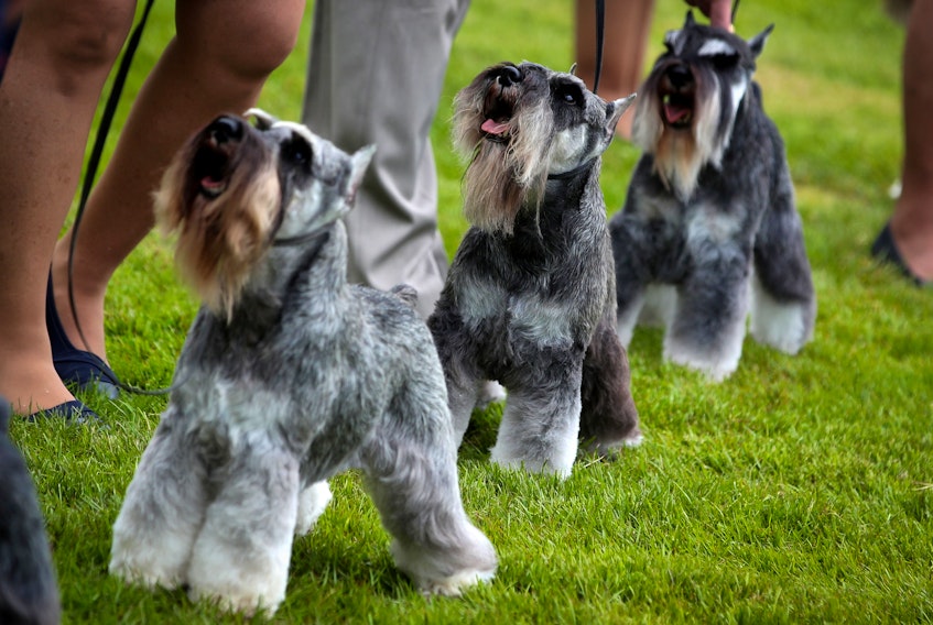 Miniature schnauzer dogs including Rocky, centre, owned by former Major League Baseball star Barry Bonds, compete during breed judging at the 145th Westminster Kennel Club Dog Show at Lyndhurst Mansion in Tarrytown, N.Y., on Saturday, June 13, 2021. - Mike  Segar/Reuters