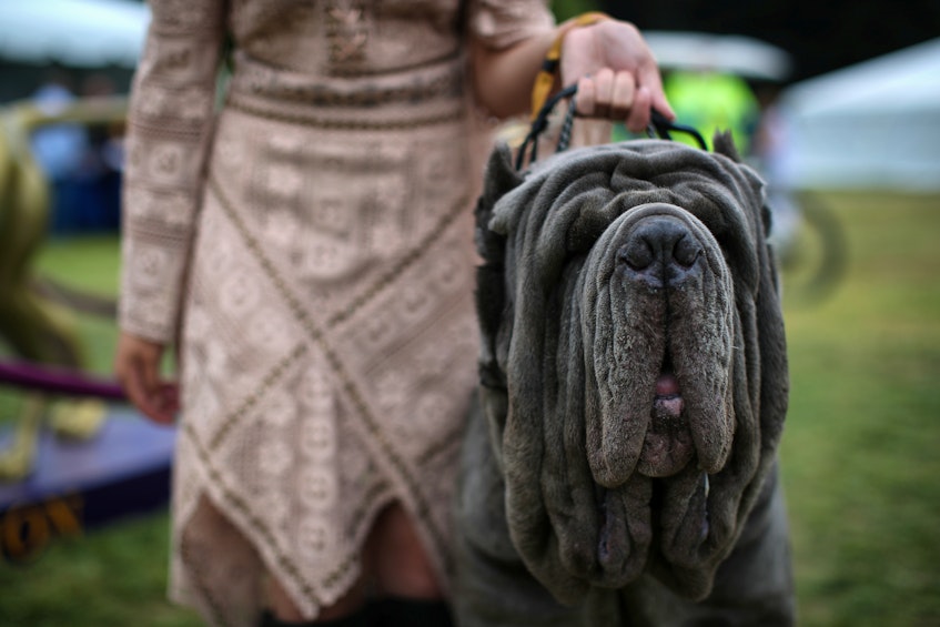 Maximus, a neapolitan mastiff, stands by with his handler after breed judging at the 145th Westminster Kennel Club Dog Show at Lyndhurst Mansion in Tarrytown, N.Y., on Saturday, June 13, 2021. - Mike  Segar/Reuters