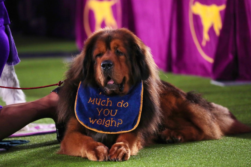 A Tibetan mastiff waits for his turn to compete in the Working Group judging at the 145th Westminster Kennel Club Dog Show at Lyndhurst Mansion in Tarrytown, N.Y., Saturday, June 13, 2021. - Mike  Segar/Reuters