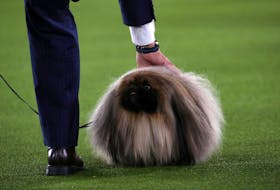 Wasabi, a Pekingese, is presented by his owner and handler David Fitzpatrick of East Berlin, Penn., before winning the Best in Show at the 145th Westminster Kennel Club Dog Show at Lyndhurst Mansion in Tarrytown, N.Y., June 13, 2021.