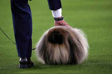 PHOTOS: Wasabi the Pekingese wins Westminster Dog Show in New York