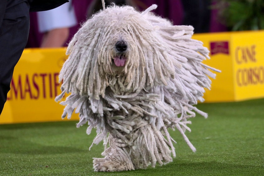 Attison, a Komondor dog, competes in the Working Group judging at the 145th Westminster Kennel Club Dog Show at Lyndhurst Mansion in Tarrytown, N.Y., on Saturday, June 13, 2021. - Mike  Segar/Reuters