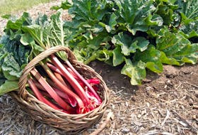 Rhubarb looks like celery, but to many it’s a lot tastier - especially in pies, muffins and other desserts. It’s commonly mixed with strawberries to balance its sour-bitter flavour. How do you use rhubarb?