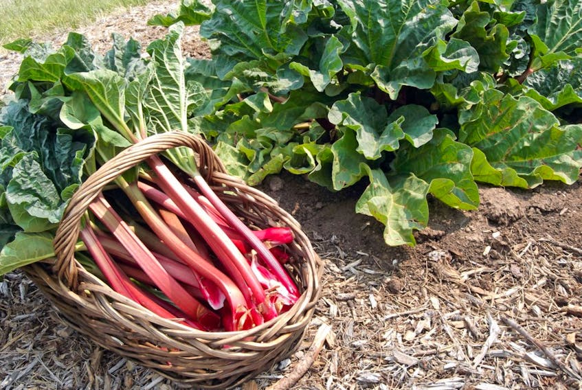 Rhubarb looks like celery, but to many it’s a lot tastier - especially in pies, muffins and other desserts. It’s commonly mixed with strawberries to balance its sour-bitter flavour. How do you use rhubarb?