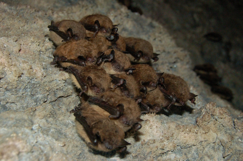  A group of hibernating bats was reported to researchers by Jordi Segers. - Contributed