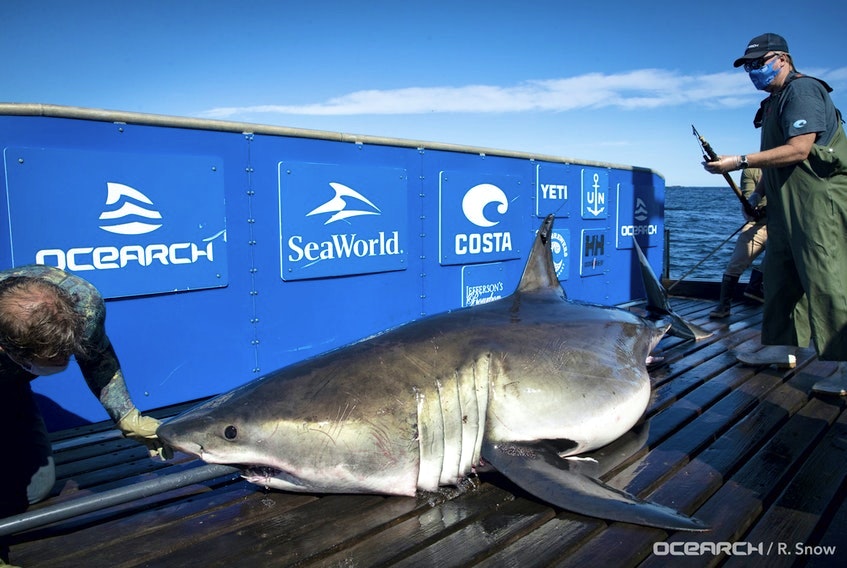 U.S.-based research group Ocearch named this four-metre, 635-kilogram great white shark Breton after it was caught off Scatarie Island on Sept. 12, 2020. Contributed • Ocearch