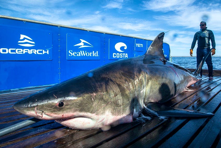 This 4.3-metre long, 942-kilogram great white shark, named Unama'ki, was caught and tagged off Cape Breton's Scatarie Island on Sept. 20, 2019. Contributed • Ocearch