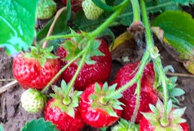 Hot, sunny weather in early June means strawberries are ripening earlier than ever before, says Margaret Minney of Mountain Farm U-Pick in River John. She anticipates her u-pick will open early this year as a result.