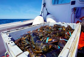 Lobster is the most valuable seafood produced by Atlantic Canada. According to Statistics Canada, Nova Scotia’s live lobster exports in 2020 were about $800 million and the export value of frozen in shell lobster from the Atlantic provinces was about the same.