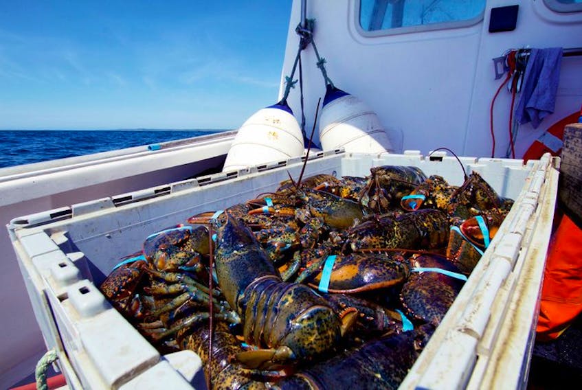 Lobster is the most valuable seafood produced by Atlantic Canada. According to Statistics Canada, Nova Scotia’s live lobster exports in 2020 were about $800 million and the export value of frozen in shell lobster from the Atlantic provinces was about the same.